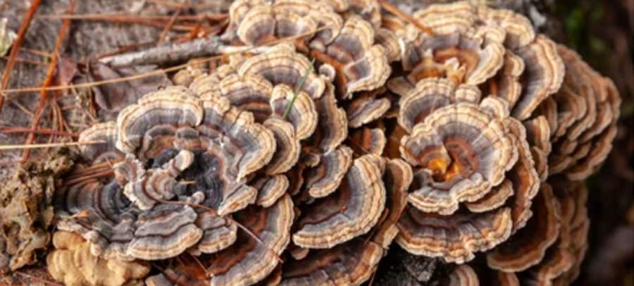 A cluster of brown and grey turkey tail mushrooms growing on a decaying wood, surrounded by fallen pine needles.