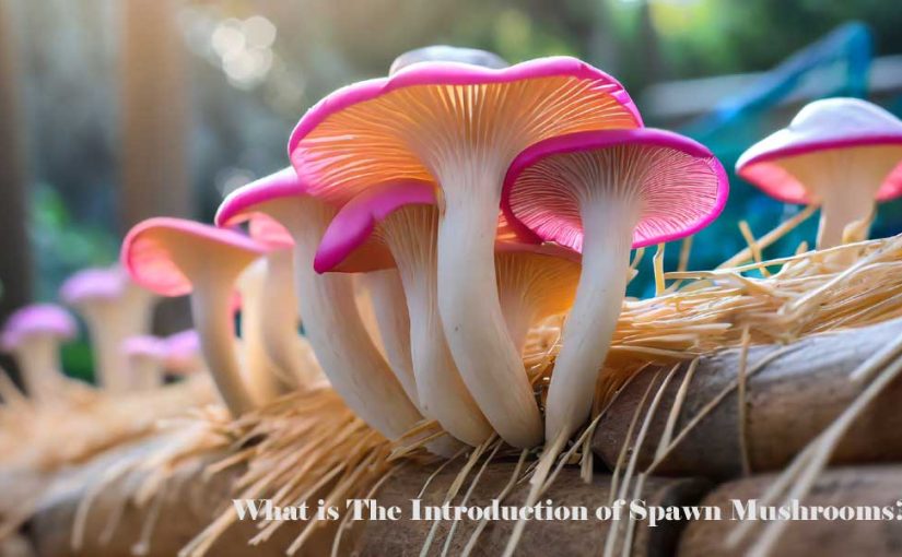 A colorful mushroom variety growing from a substrate made of straw with text The Introduction of Spawn Mushrooms.