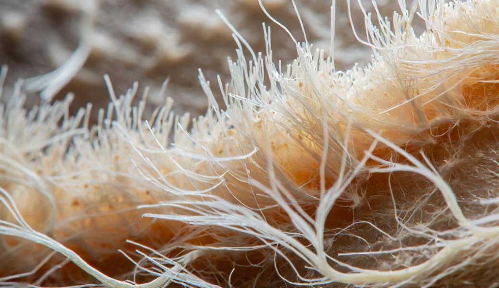 What is The Introduction of Spawn Mushrooms? - It's Mushroom