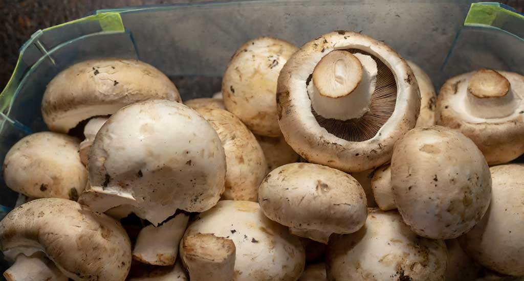 Fully grown mushrooms from the substrate.
