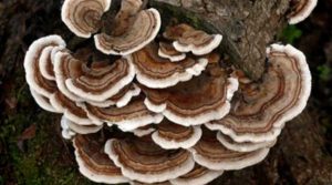 A cluster of brown and white bracket fungi growing on the side of a tree, surrounded by natural forest ground.