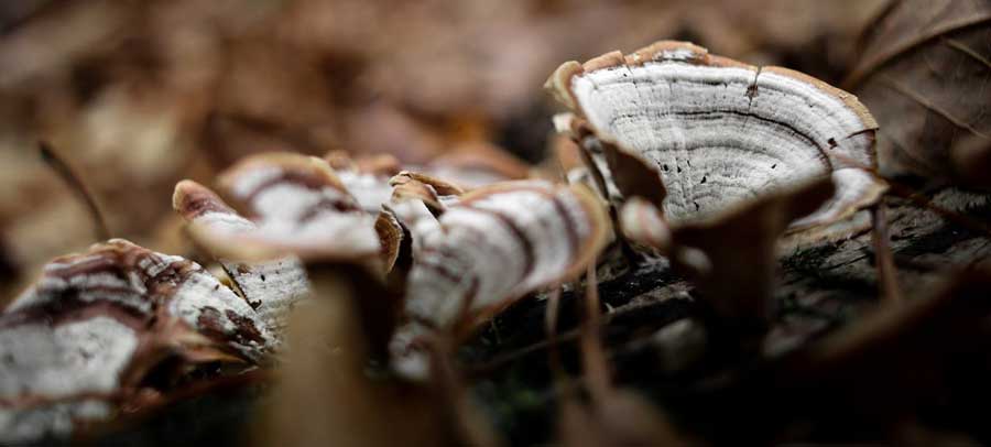 To grow turkey tail mushrooms amidst fallen leaves on the forest floor. It's white and brown.