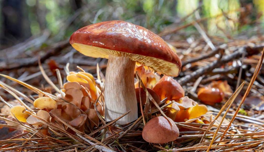 What is The Introduction of Spawn Mushrooms? - It's Mushroom image.