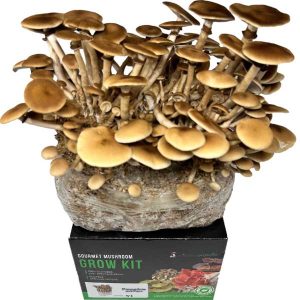 A gourmet mushroom grow kit box with a cluster of mature brown mushrooms sprouting from the substrate on top.
