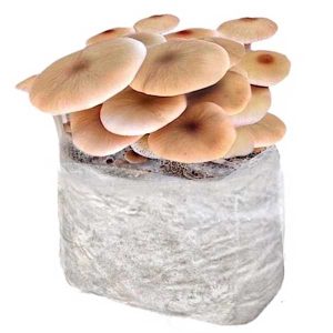 Mushrooms growing in a kit.