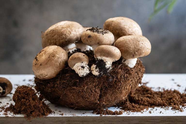Growing mushroom crop on coco coir substrate.