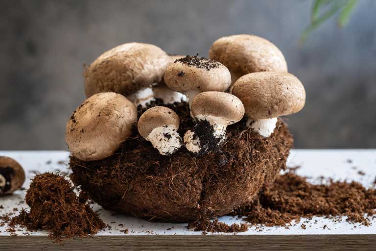Growing mushroom crop on coco coir substrate.