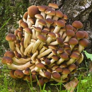 A cluster of Pioppino mushrooms with brown caps and cream stems growing at the base of a tree, surrounded by green grass.