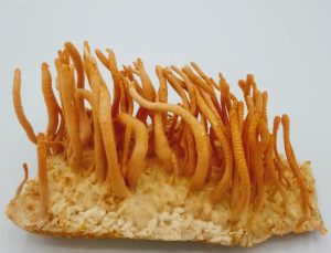 Cordyceps mushrooms with long, slender, orange fruiting bodies emerge from a white substrate.