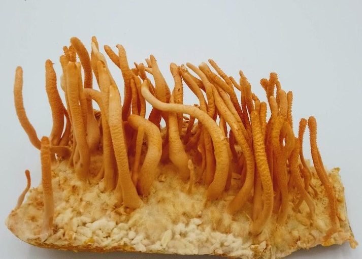 Cordyceps mushrooms with long, slender, orange fruiting bodies emerge from a white substrate.