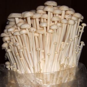 A cluster of Enoki mushrooms (Flammulina velutipes) in a plastic bag substrate.