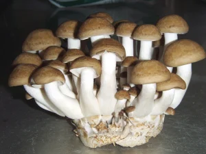 A cluster of Hypsizygus tessellates mushrooms with light brown caps and thick white stems, growing from a common base.