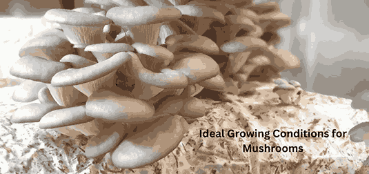 Ideal Growing Conditions for Mushrooms: Creating the Perfect Environment for Mushroom Growth