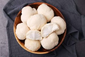 Lion's Mane mushrooms in a bucket. 