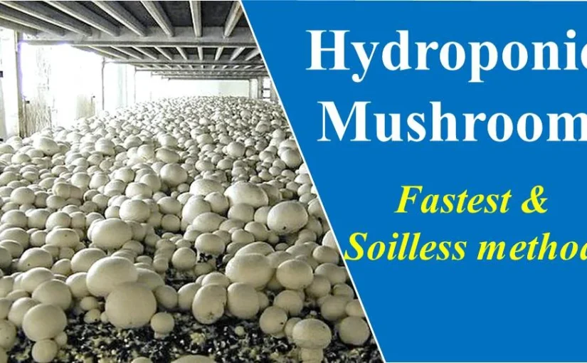 The Benefits of Hydroponic Mushroom Cultivation: A Modern Approach to Growing Mushrooms