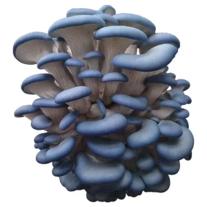 The cluster of blue oyster mushrooms with distinct blue caps and white stems growing densely together.