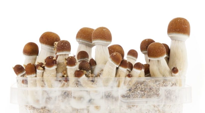 Golden Teacher mushrooms in a clear container, displaying golden-brown caps and white stems with visible white mycelium at the base.