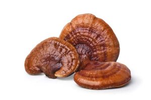 Reishi mushroom