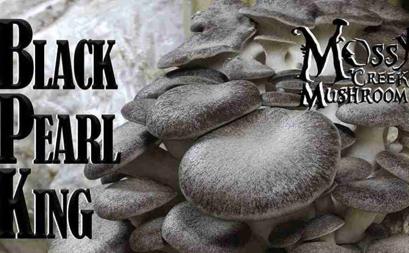 Black Pearl King Mushroom: Health Benefits and Culinary Uses