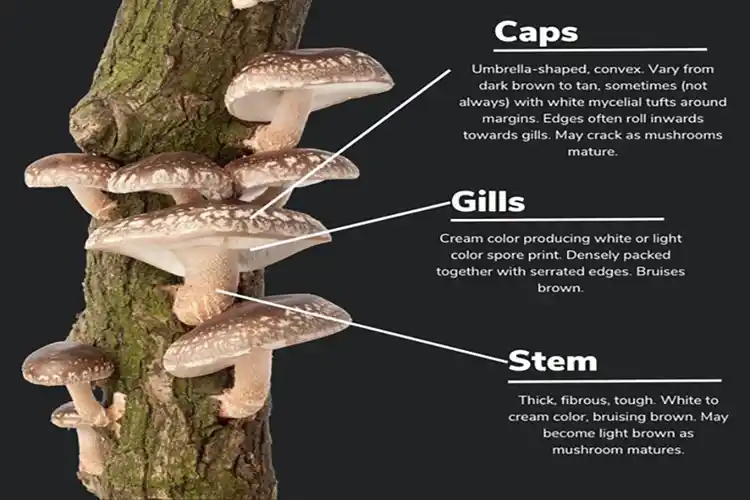 Tree trunk with shelf mushrooms. Caps: cream to tan, gills: cream, stem: thick, fibrous, white to brown.