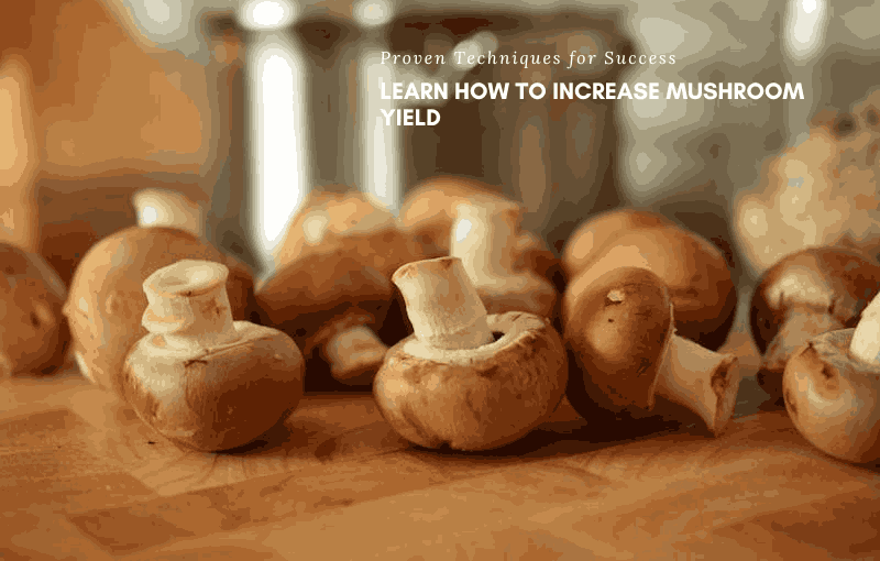 How to Increase Mushroom Yield: Proven Techniques for Success