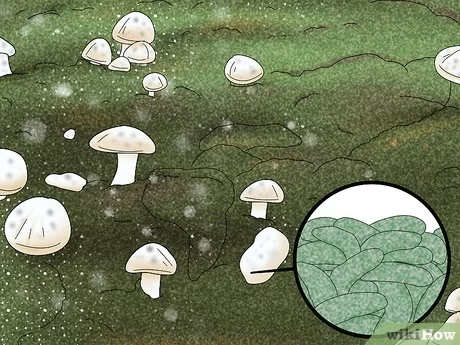 Preventing Mold in Mushrooms: Essential Tips for Fresh Harvest